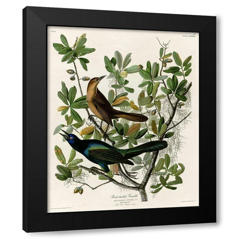 Boat Tailed Grackle Black Modern Wood Framed Art Print by Vintage Apple Collection