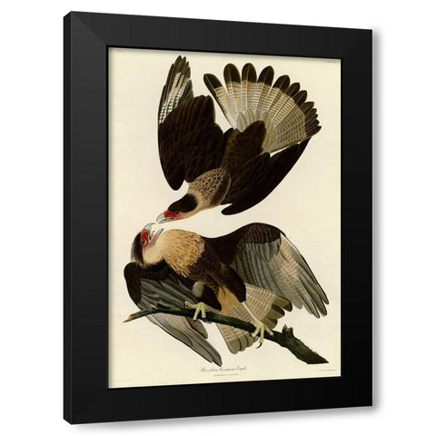 Brasilian Caracara Eagle Black Modern Wood Framed Art Print with Double Matting by Vintage Apple Collection