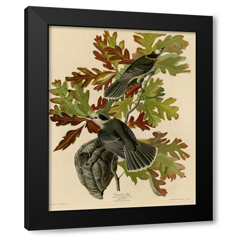 Canada Jay Black Modern Wood Framed Art Print with Double Matting by Vintage Apple Collection