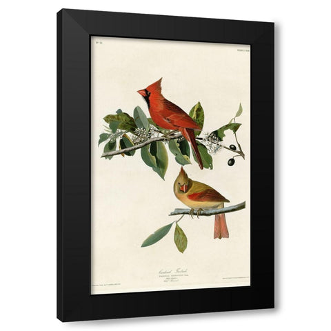 Cardinal Grosbeak Black Modern Wood Framed Art Print by Vintage Apple Collection