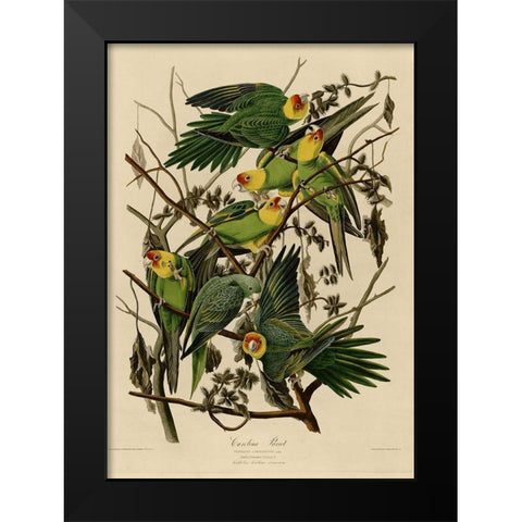 Carolina Parrot Black Modern Wood Framed Art Print by Vintage Apple Collection