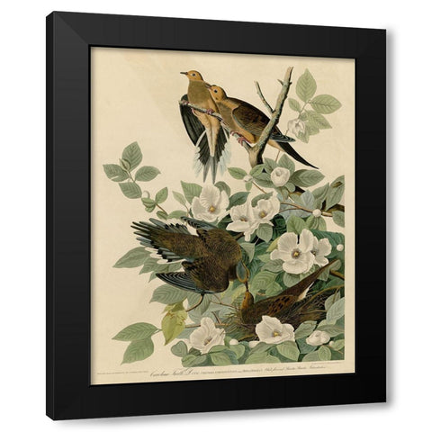 Carolina Turtledove Black Modern Wood Framed Art Print by Vintage Apple Collection