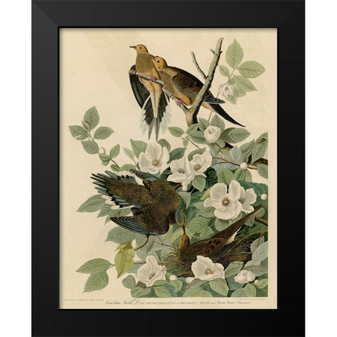 Carolina Turtledove Black Modern Wood Framed Art Print by Vintage Apple Collection