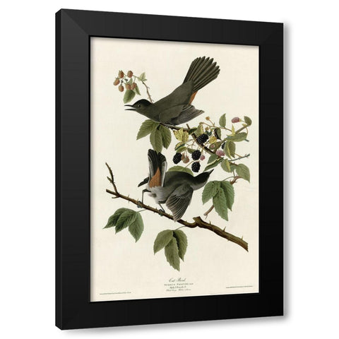 Catbird Black Modern Wood Framed Art Print by Vintage Apple Collection