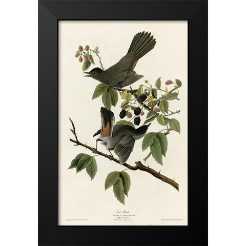 Catbird Black Modern Wood Framed Art Print by Vintage Apple Collection