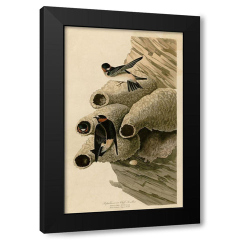 Cilff Swallow Black Modern Wood Framed Art Print by Vintage Apple Collection