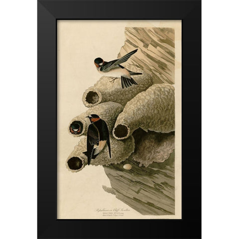 Cilff Swallow Black Modern Wood Framed Art Print by Vintage Apple Collection