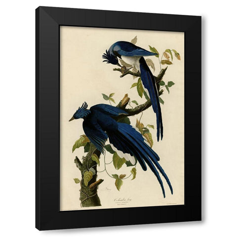 Columbia Jay Black Modern Wood Framed Art Print by Vintage Apple Collection