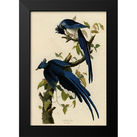 Columbia Jay Black Modern Wood Framed Art Print by Vintage Apple Collection