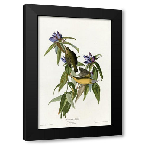 Connecticut Warbler Black Modern Wood Framed Art Print with Double Matting by Vintage Apple Collection
