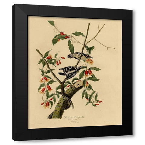 Downy Woodpecker Black Modern Wood Framed Art Print by Vintage Apple Collection