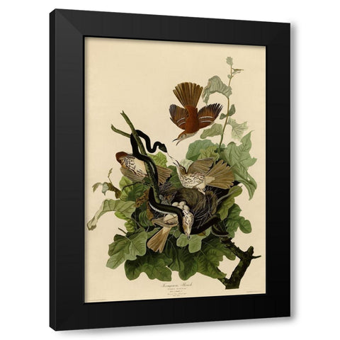 Ferruginous Thrush Black Modern Wood Framed Art Print with Double Matting by Vintage Apple Collection