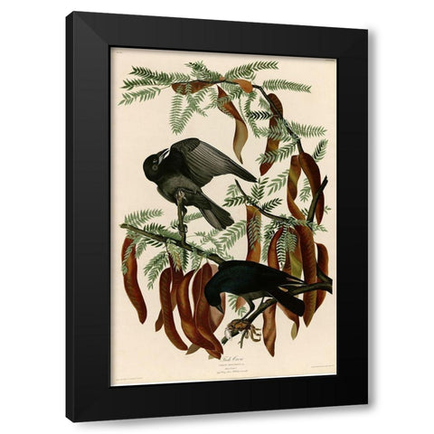 Fish Crow Black Modern Wood Framed Art Print by Vintage Apple Collection