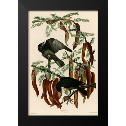 Fish Crow Black Modern Wood Framed Art Print by Vintage Apple Collection