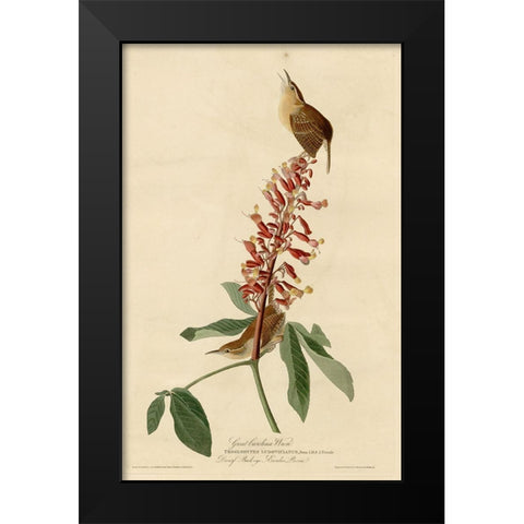 Great Carolina Wren Black Modern Wood Framed Art Print by Vintage Apple Collection