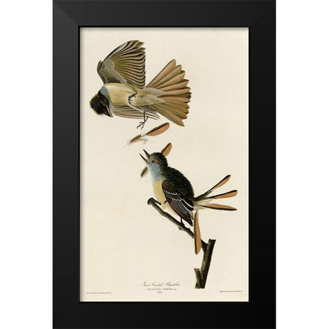 Great Crested Flycatcher Black Modern Wood Framed Art Print by Vintage Apple Collection