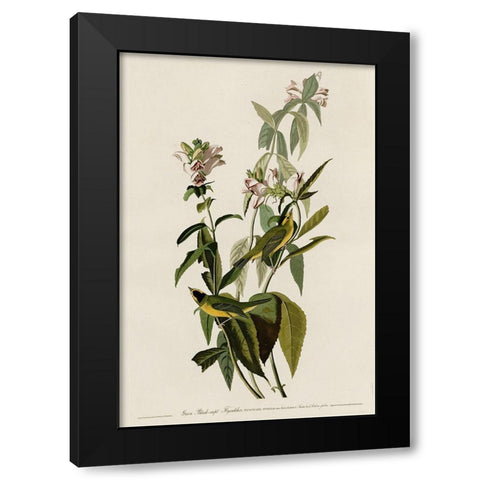 Greenblack-Capt Flycatcher Black Modern Wood Framed Art Print by Vintage Apple Collection
