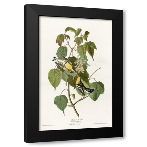 Hemlock Warbler Black Modern Wood Framed Art Print by Vintage Apple Collection