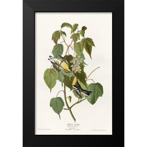 Hemlock Warbler Black Modern Wood Framed Art Print by Vintage Apple Collection