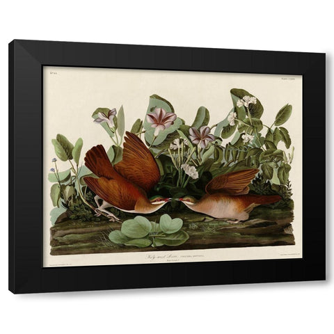 Key West Dove Black Modern Wood Framed Art Print with Double Matting by Vintage Apple Collection
