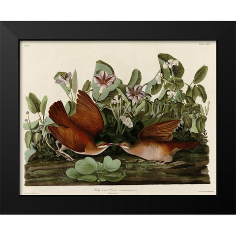 Key West Dove Black Modern Wood Framed Art Print by Vintage Apple Collection