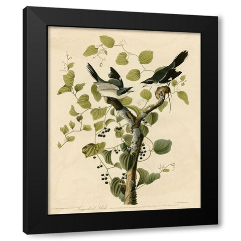 Loggerhead Shrike Black Modern Wood Framed Art Print by Vintage Apple Collection