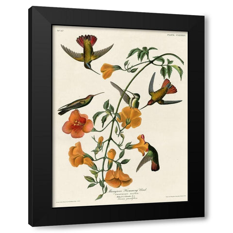 Mangrove Hummingbird Black Modern Wood Framed Art Print by Vintage Apple Collection