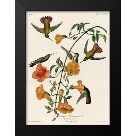 Mangrove Hummingbird Black Modern Wood Framed Art Print by Vintage Apple Collection
