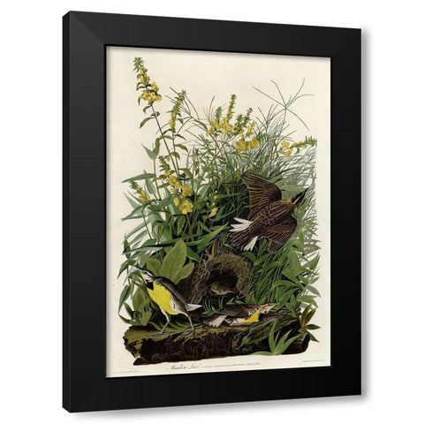 Meadow Lark Black Modern Wood Framed Art Print with Double Matting by Vintage Apple Collection