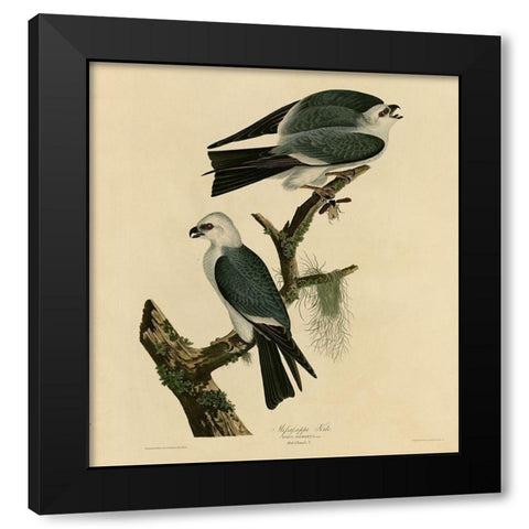 Mississippi Kite Black Modern Wood Framed Art Print by Vintage Apple Collection