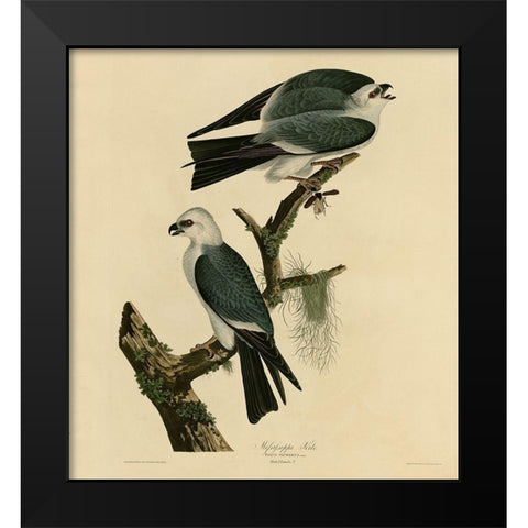 Mississippi Kite Black Modern Wood Framed Art Print by Vintage Apple Collection