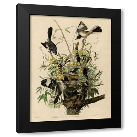 Mocking Bird Black Modern Wood Framed Art Print by Vintage Apple Collection