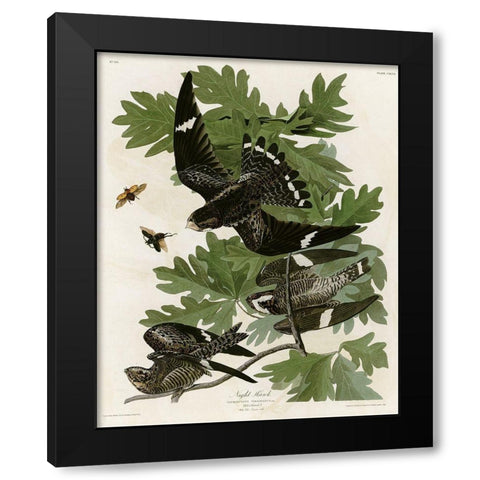 Night Hawk Black Modern Wood Framed Art Print with Double Matting by Vintage Apple Collection