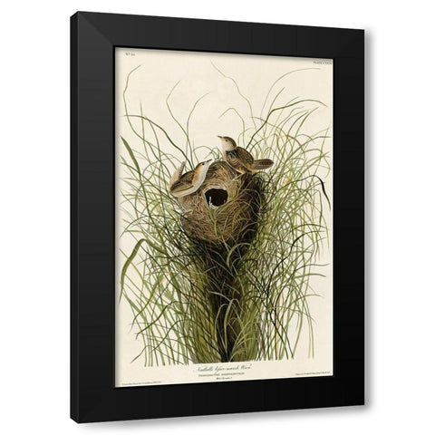 Nuttalls Lesser-Marsh Wren Black Modern Wood Framed Art Print by Vintage Apple Collection