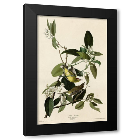 Palm Warbler Black Modern Wood Framed Art Print with Double Matting by Vintage Apple Collection