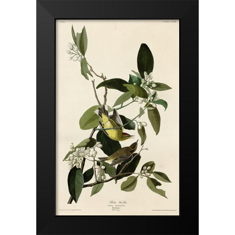 Palm Warbler Black Modern Wood Framed Art Print by Vintage Apple Collection