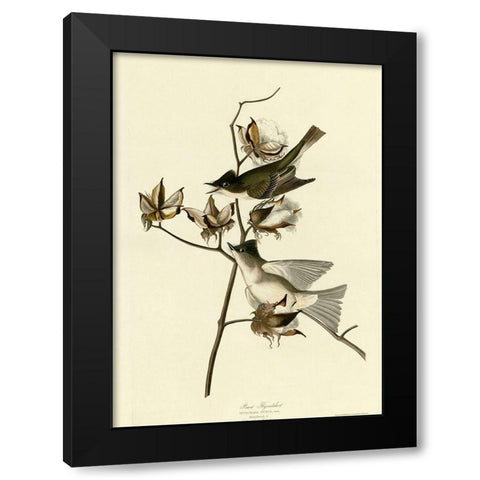 Pewit Flycatcher Black Modern Wood Framed Art Print by Vintage Apple Collection