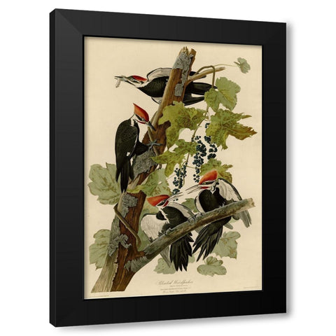 Pileated Woodpecker Black Modern Wood Framed Art Print by Vintage Apple Collection