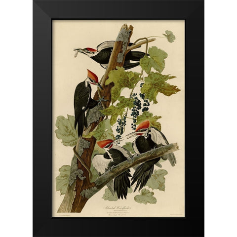 Pileated Woodpecker Black Modern Wood Framed Art Print by Vintage Apple Collection