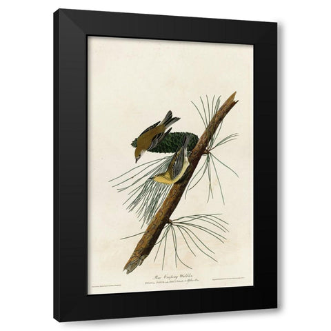 Pine Creeping Warbler Black Modern Wood Framed Art Print by Vintage Apple Collection