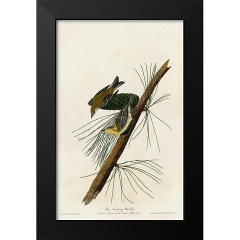 Pine Creeping Warbler Black Modern Wood Framed Art Print by Vintage Apple Collection