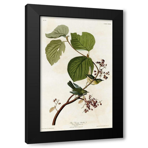 Pine Swamp Warbler Black Modern Wood Framed Art Print by Vintage Apple Collection