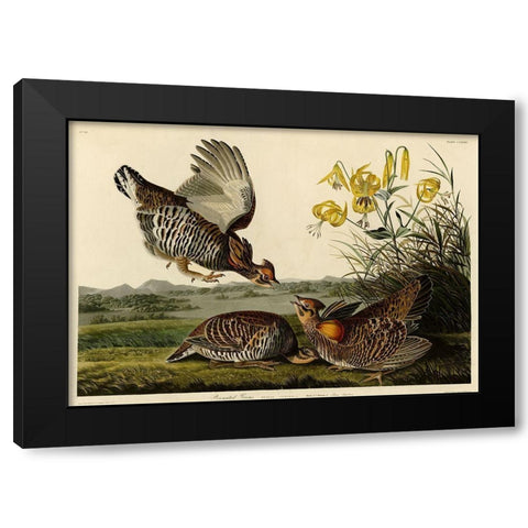 Pinnated Grouse Black Modern Wood Framed Art Print by Vintage Apple Collection