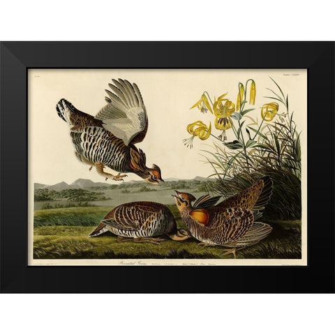 Pinnated Grouse Black Modern Wood Framed Art Print by Vintage Apple Collection