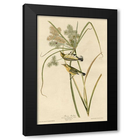 Prairie Warbler Black Modern Wood Framed Art Print by Vintage Apple Collection