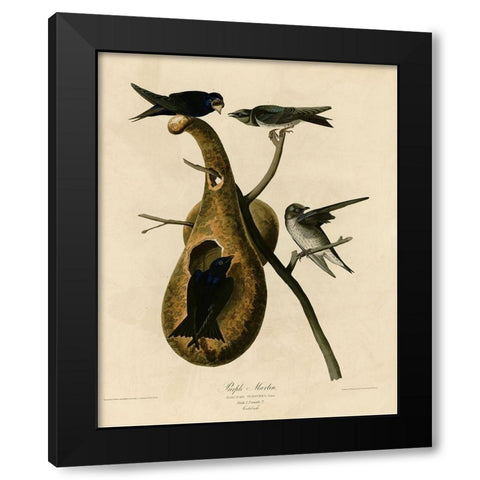Purple Martin Black Modern Wood Framed Art Print by Vintage Apple Collection