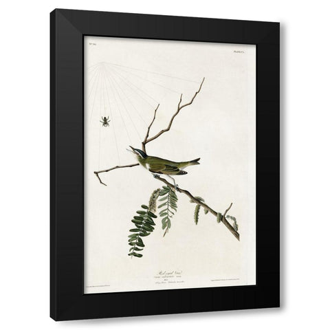 Red Eyed Vireo Black Modern Wood Framed Art Print by Vintage Apple Collection
