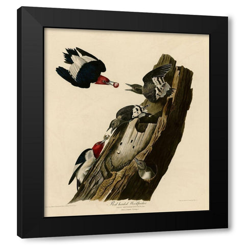 Red Headed Woodpecker Black Modern Wood Framed Art Print by Vintage Apple Collection