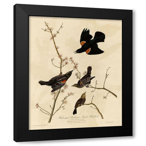 Redwinged Starling Black Modern Wood Framed Art Print with Double Matting by Vintage Apple Collection