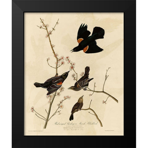 Redwinged Starling Black Modern Wood Framed Art Print by Vintage Apple Collection